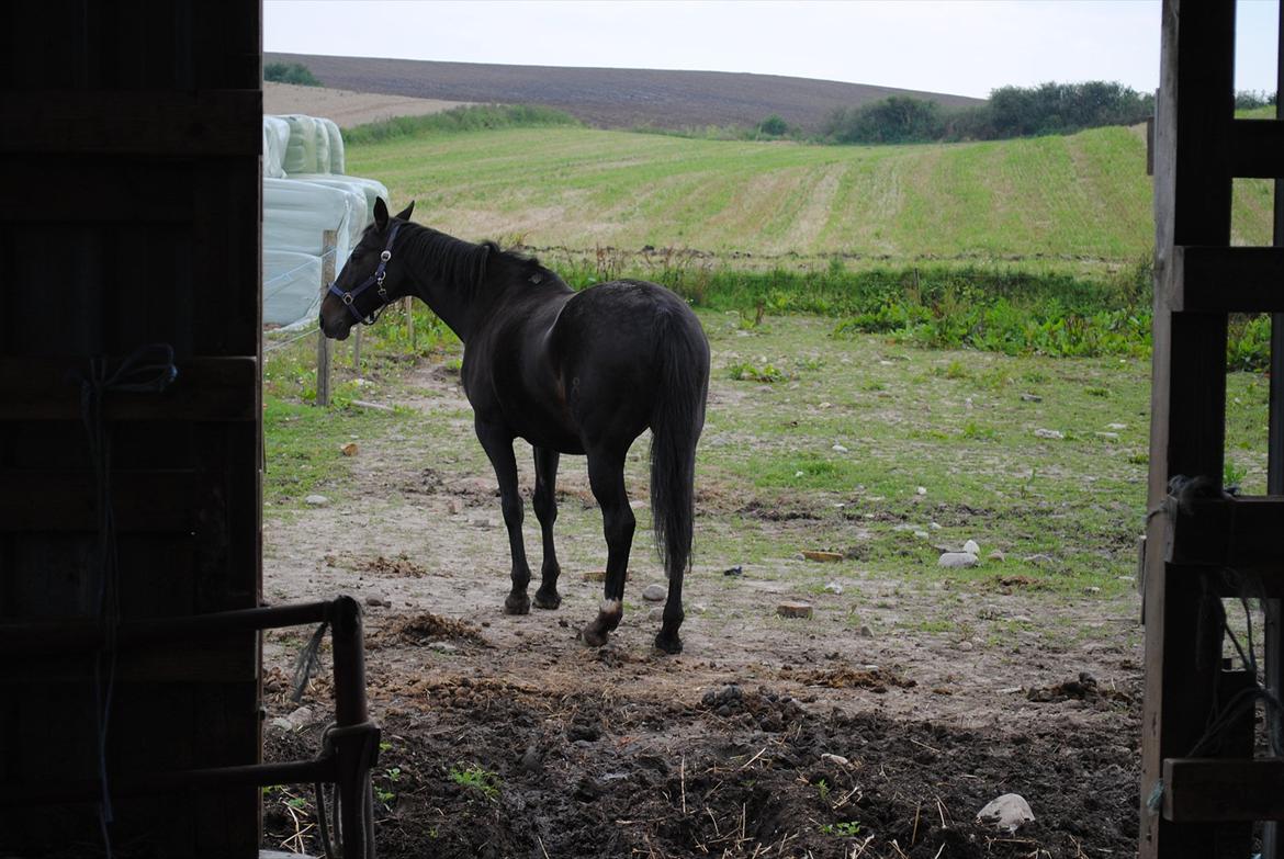 Oldenborg Stjerne af østerholm*tidligere part billede 18
