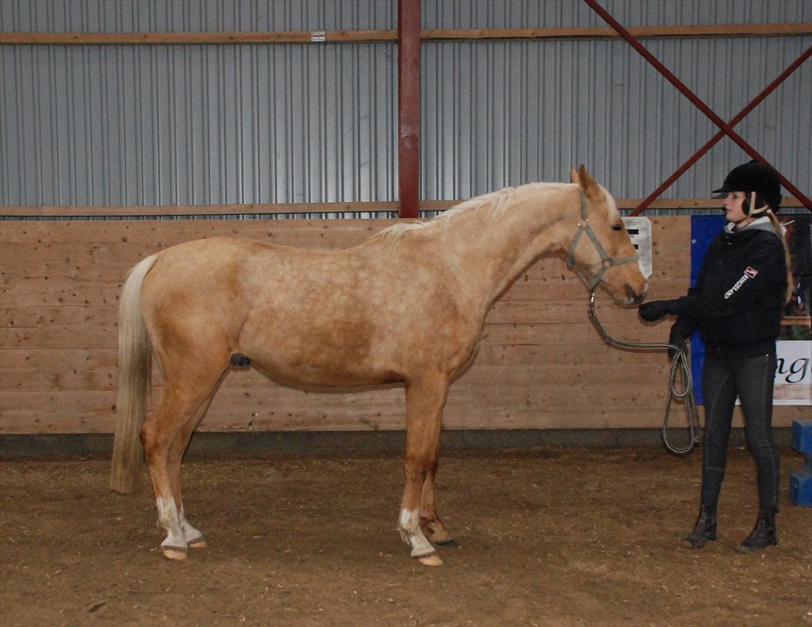 Hollandsk Sportspony Don Cronos Stengaard - Cronos 4år med Thea i ridehallen billede 11