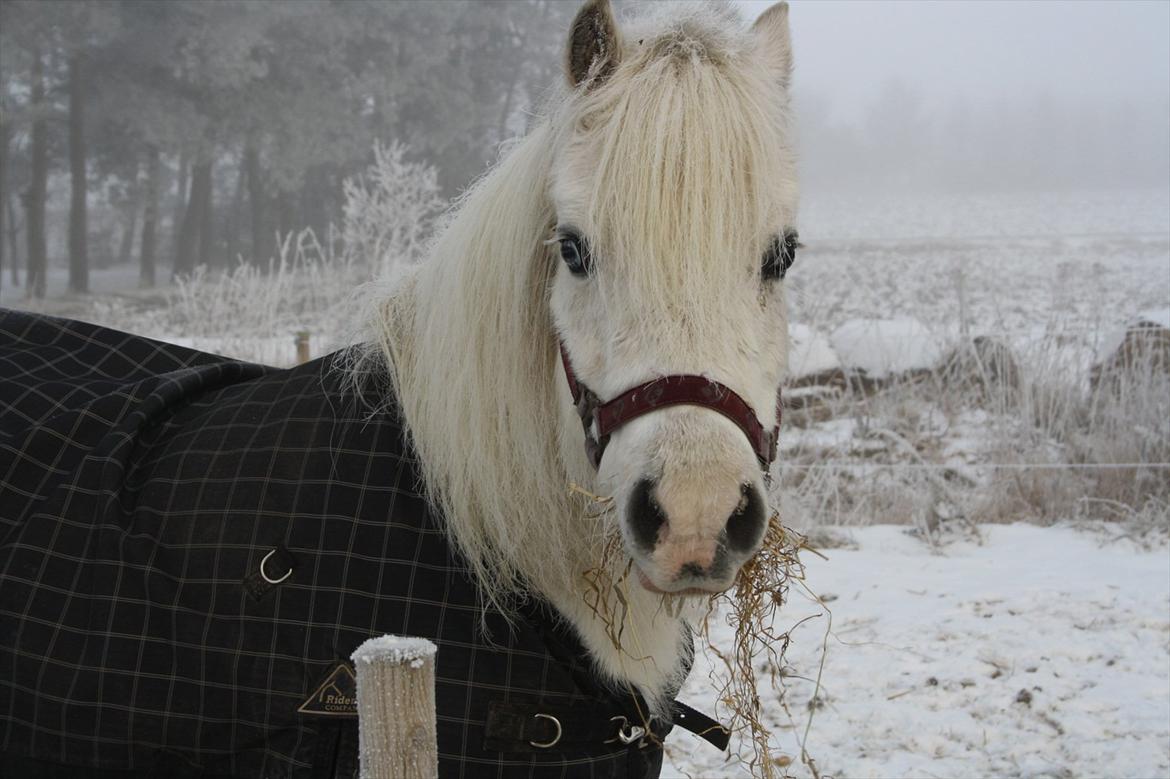 Welsh Mountain (sec A) Misty billede 4