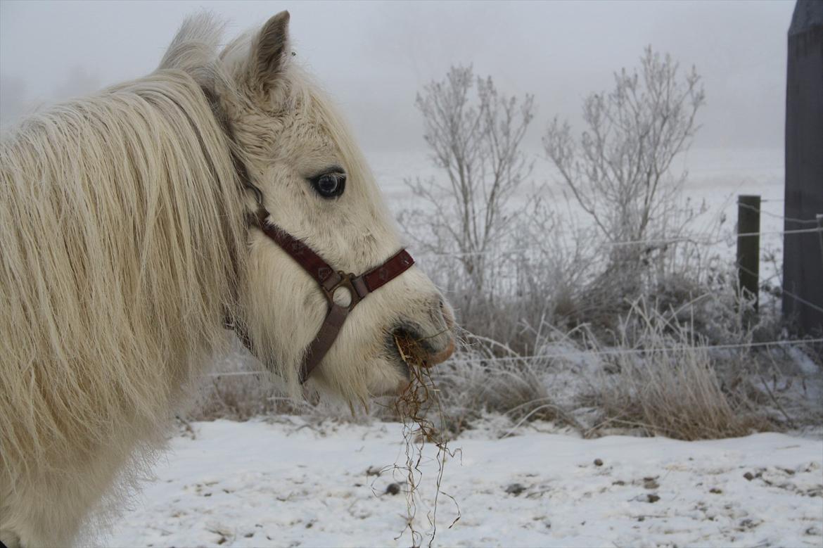 Welsh Mountain (sec A) Misty billede 12