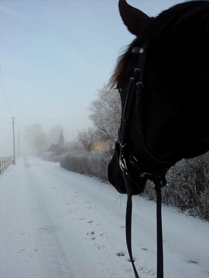 Dansk Varmblod Hjørnevang's Dominique - Vinter '12, på vej i ridehus billede 10