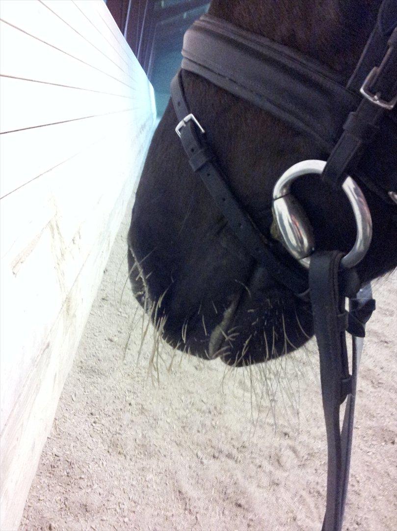 Dansk Varmblod Hjørnevang's Dominique - Vinter '12 Domi har is i skægget :P billede 11