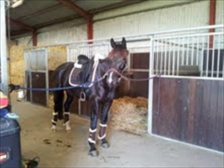 Dansk Varmblod Hjørnevang's Dominique - Sommer '11 :) Den rødhårede hest billede 12