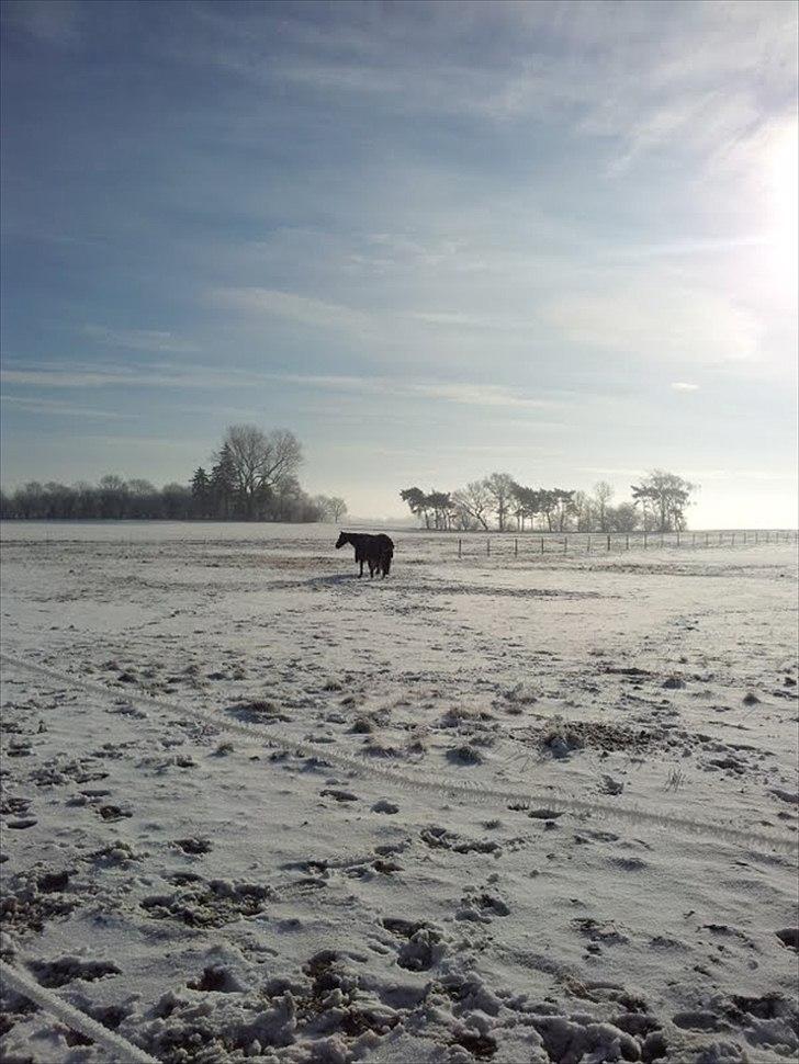 Dansk Varmblod Hjørnevang's Dominique - Vinter '12, Domi hygger på folden billede 13