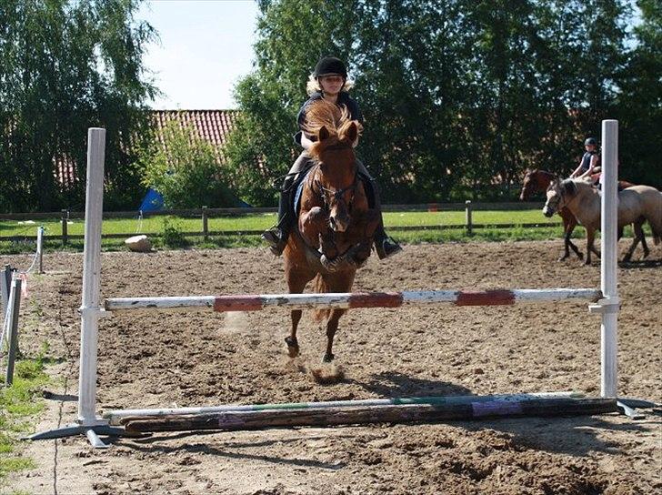 Anden særlig race Lise (DK) | Tidl. lånehest | R.I.P. billede 17