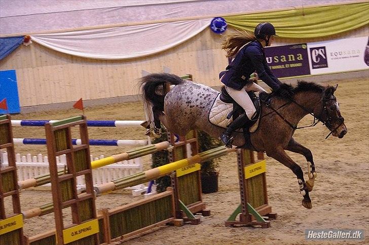 Anden særlig race Belle  - Pony til CSI Nationalt Elitestævne på Vilhelmsborg :-) Hun gik super alle 3 dage, og blev nr. 4 i Small Round den ene dag! billede 16