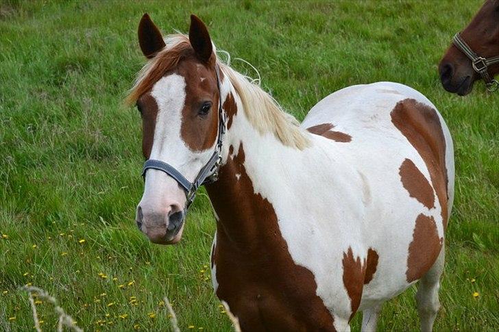 Pinto Chester billede 18