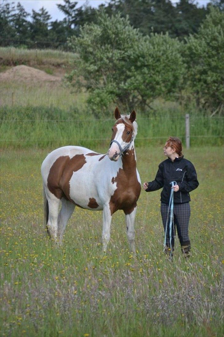 Pinto Chester billede 4