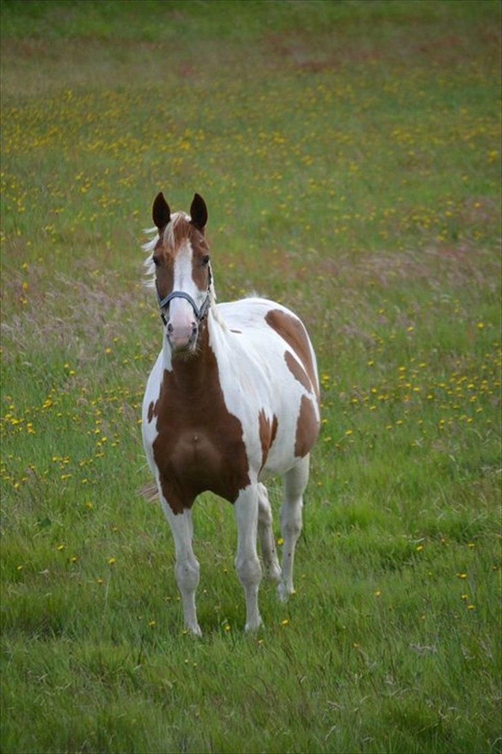 Pinto Chester billede 3