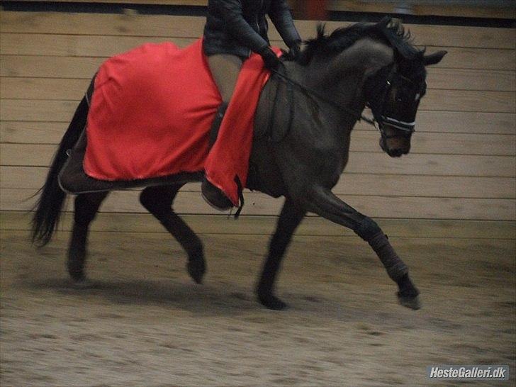 Dansk Varmblod Renette - Taget af SV-foto :) billede 13