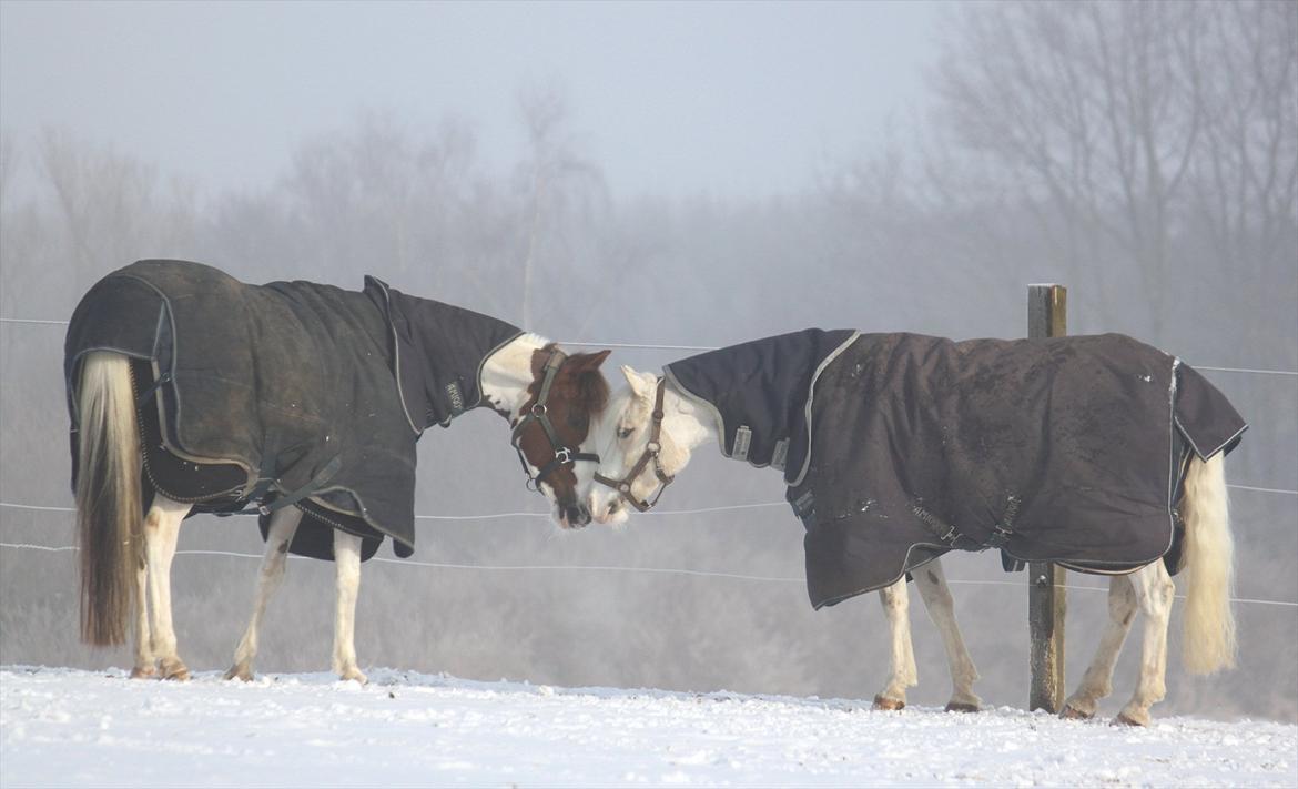 Welsh Pony af Cob-type (sec C) Rosengårdens Nakuma - 9# Paradise & Nakuma - de hygger sig rigtigt sammen :) D. 13/2-12. Foto: Mig billede 9