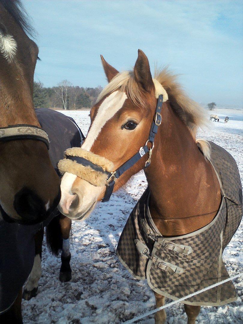 Anden særlig race Equila billede 34