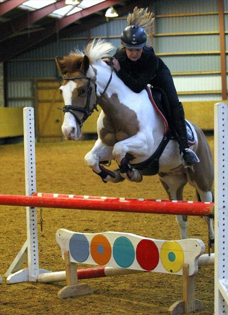 Hollandsk Sportspony Zwier billede 11