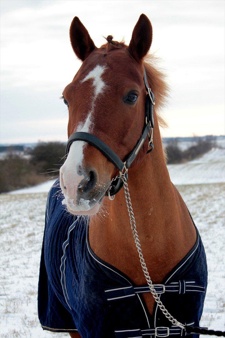 Anden særlig race Firebird - Snebilleder med basse <3 Februar 2012 billede 1