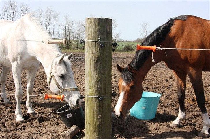 Anden særlig race Tristan Silverboy - <3 billede 15