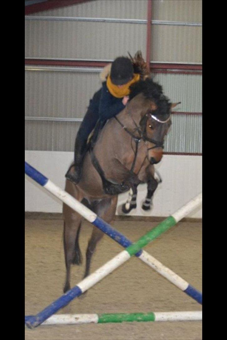 Tysk Sportspony - Maros b-pony SOLGT - springtræning 2012. billede 7
