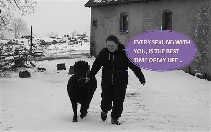 Shetlænder Molly billede 7