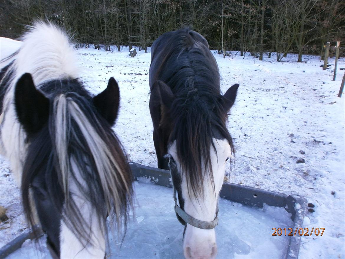 Tinker KENZO´S GENESIS - amigo og kenzo  billede 18