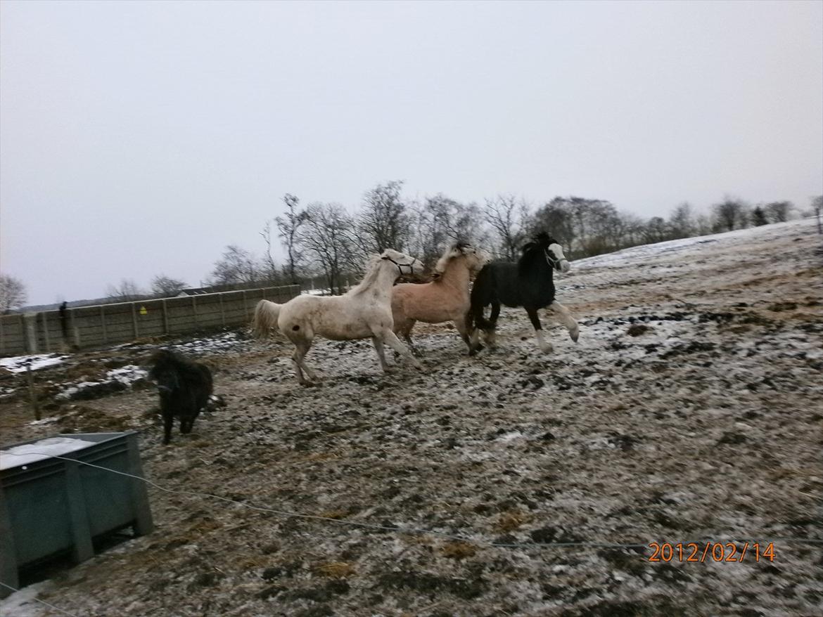 Tinker KENZO´S GENESIS - kenzo bliver lige sat på plads af larog og kalmar billede 20