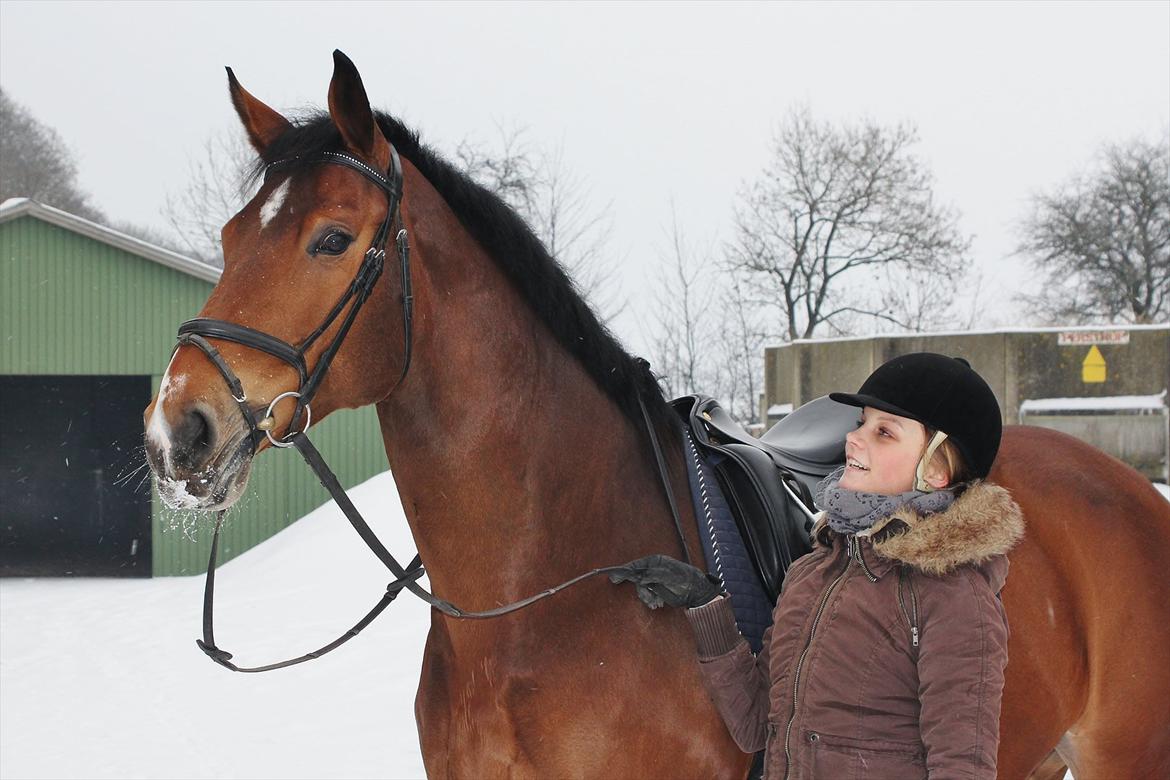 Dansk Varmblod Z Op's Saybia - Vinter 2012 - I Varnæs, Saybias tidligere hjem. billede 15