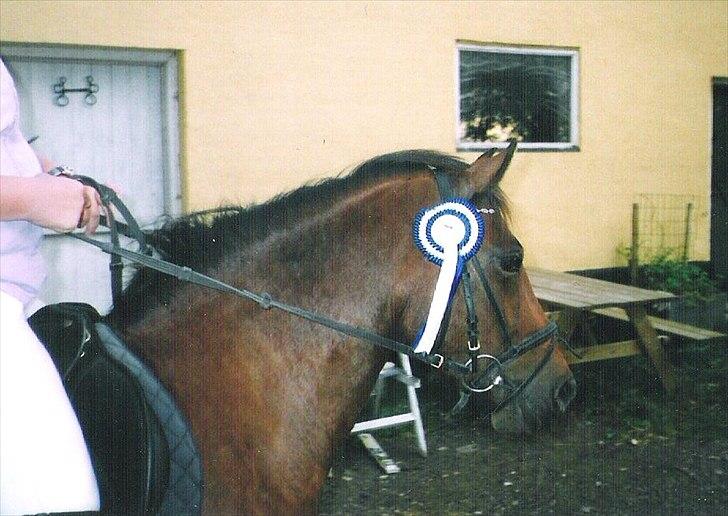 New Forest »{Miss Tanja }« † 04-05-09 † - Første stævne jeg red på hende vi blev slået af førstepladsen med 2sek. billede 19