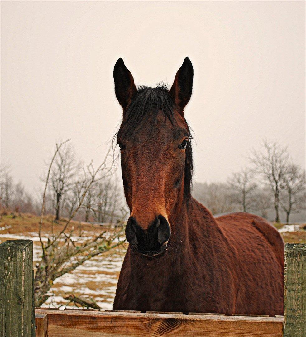 Anden særlig race Damtofts Valdemar - Valle ved lågen :) . 14/02 12 billede 15