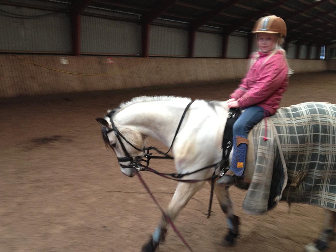 Welsh Partbred (Sec F) TF Soft Eyez billede 13