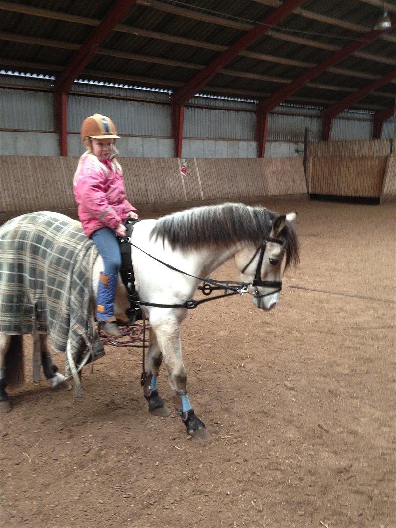 Welsh Partbred (Sec F) TF Soft Eyez billede 14