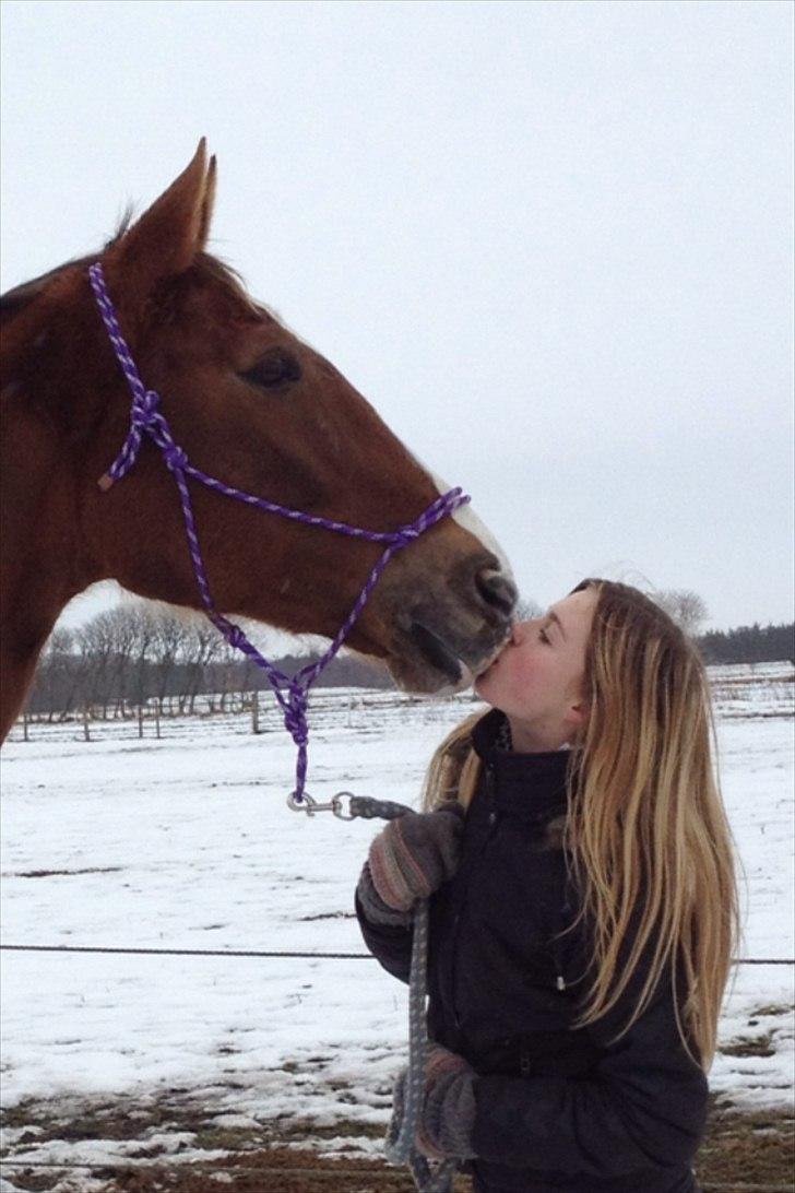 Trakehner Holmegårdens Sultana billede 7