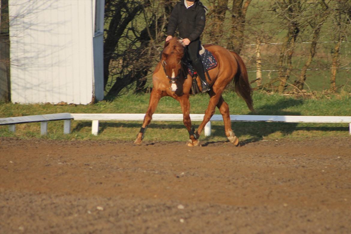 DSP Lejaro Rouge billede 10