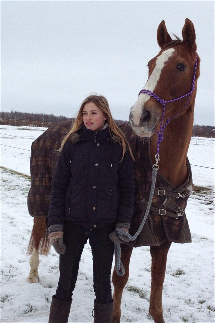 Trakehner Holmegårdens Sultana billede 8