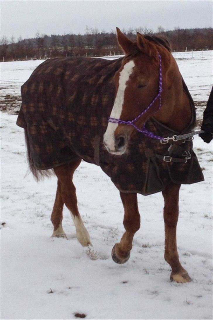 Trakehner Holmegårdens Sultana billede 9