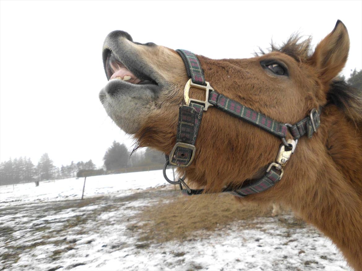 Anden særlig race Mandy - Smil til verden! billede 3