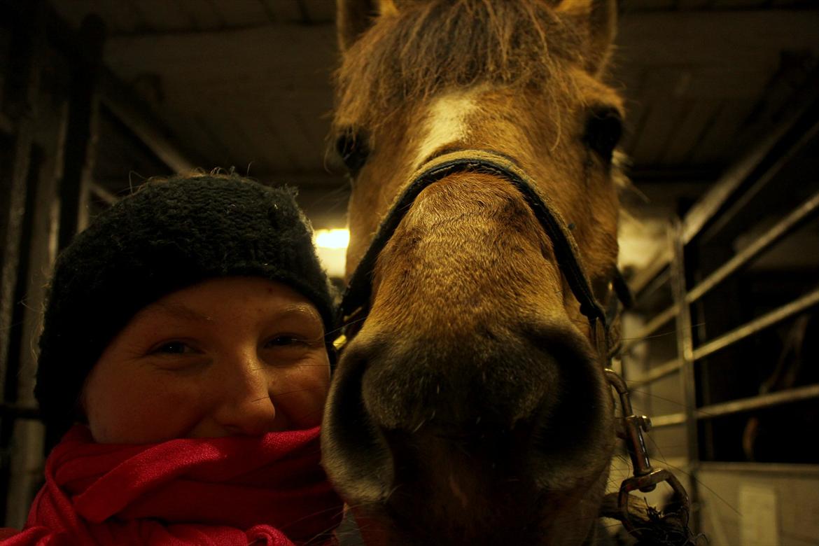 Anden særlig race Lipo Flash - Mig og min smukke guldhest på vores 2-årsdag <33<3

(foto mig) billede 4