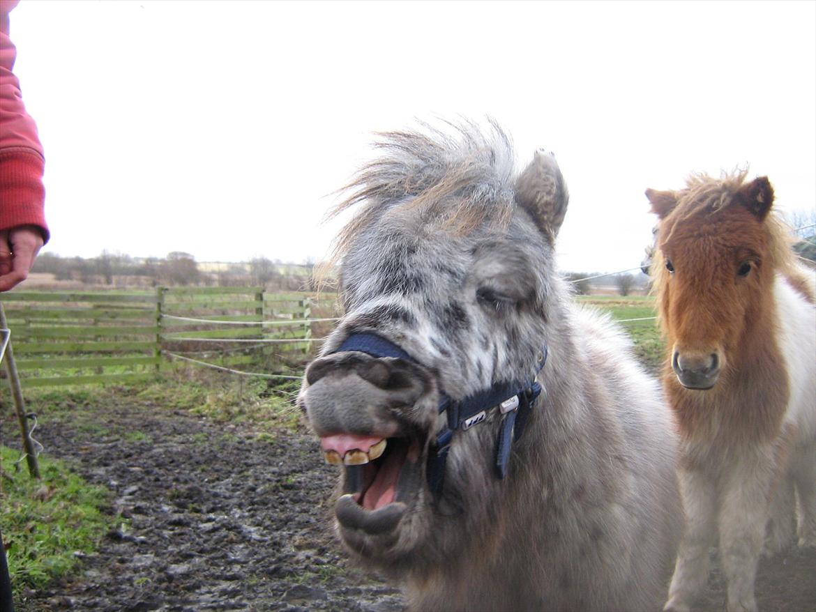 Miniature Bølle Bob - Du er min lille charmetrold! :') billede 13