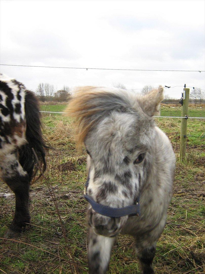 Miniature Bølle Bob billede 5