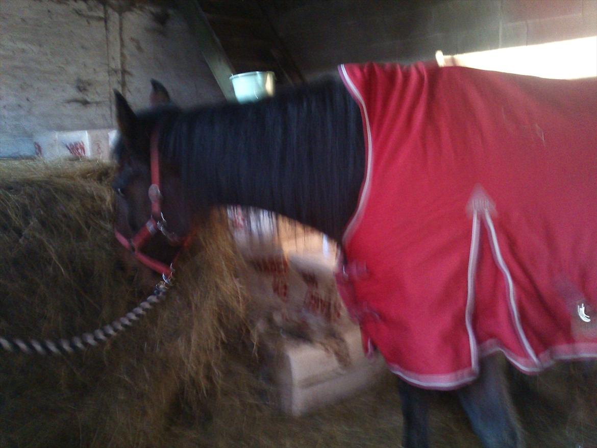 Traver Next Success billede 17