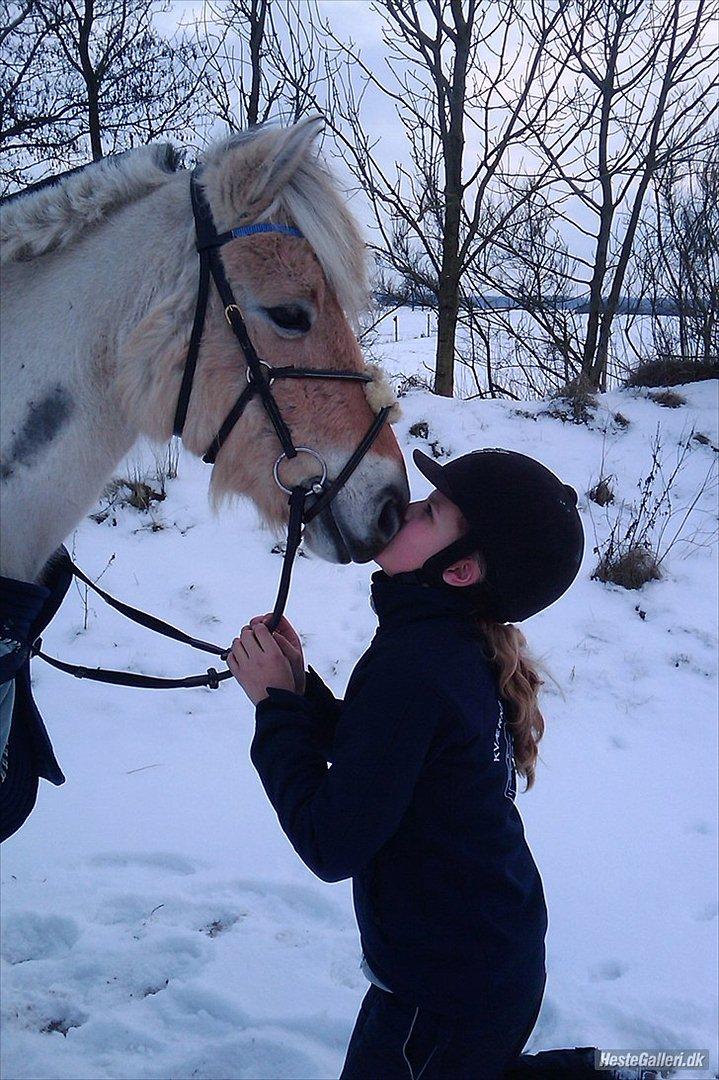 Fjordhest Højlundgaards Gaia<3 .: MIT STØRSTE TAB:'(<3:. - MØZZ!<3<3

Foto: Kristina Korshøj<3.. billede 20