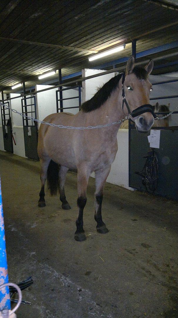 Anden særlig race Chandarm *SOLGT* billede 1