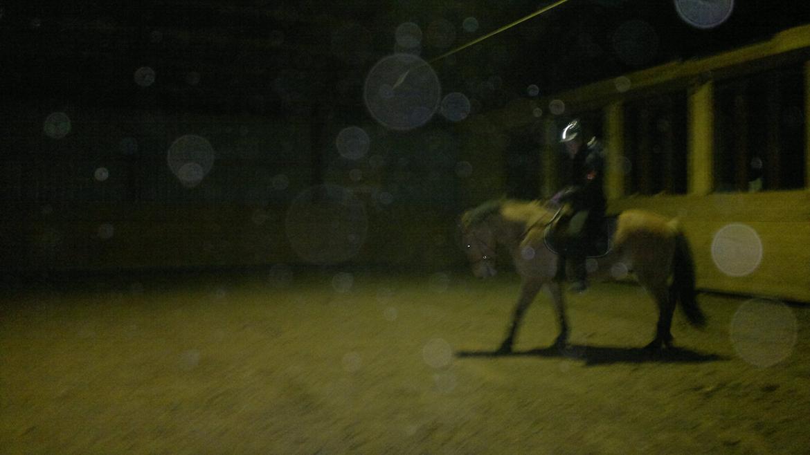 Anden særlig race Chandarm *SOLGT* billede 2