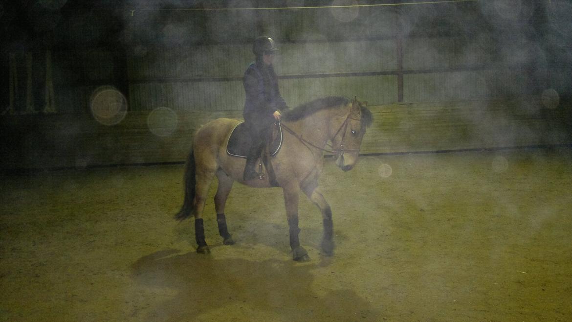 Anden særlig race Chandarm *SOLGT* billede 3