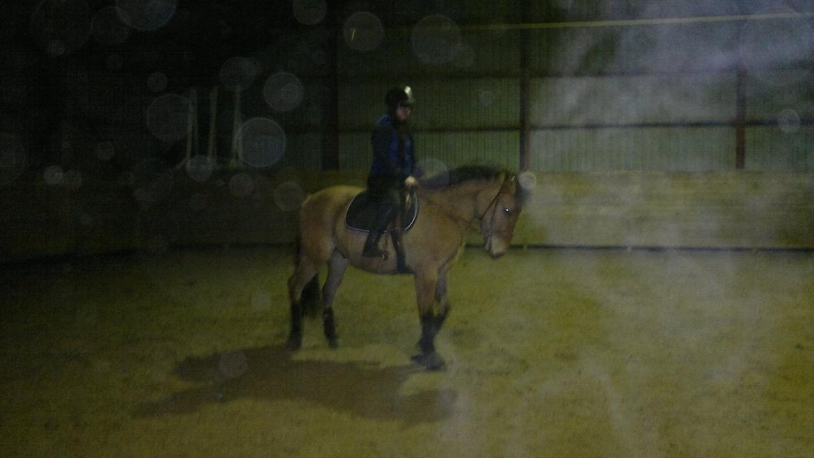 Anden særlig race Chandarm *SOLGT* billede 4