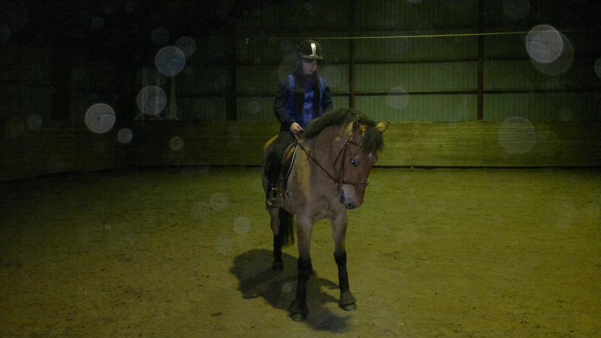 Anden særlig race Chandarm *SOLGT* billede 5