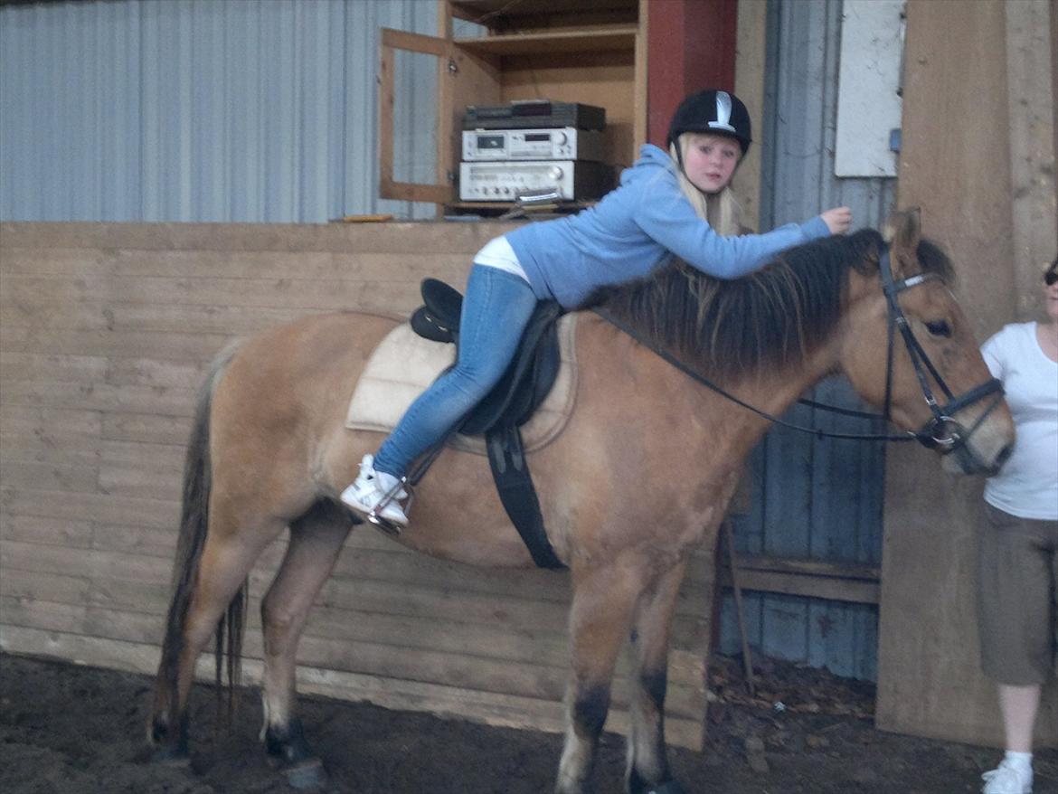 Anden særlig race Chandarm *SOLGT* - Chandarm under rytter for 1. gang :)  billede 6