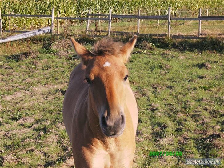 Anden særlig race Chandarm *SOLGT* - Chandarm som lille igen - han er bare sød. billede 7