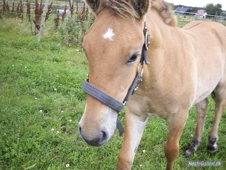 Anden særlig race Chandarm *SOLGT* - Chandarm som lille - så nuttet :D billede 8