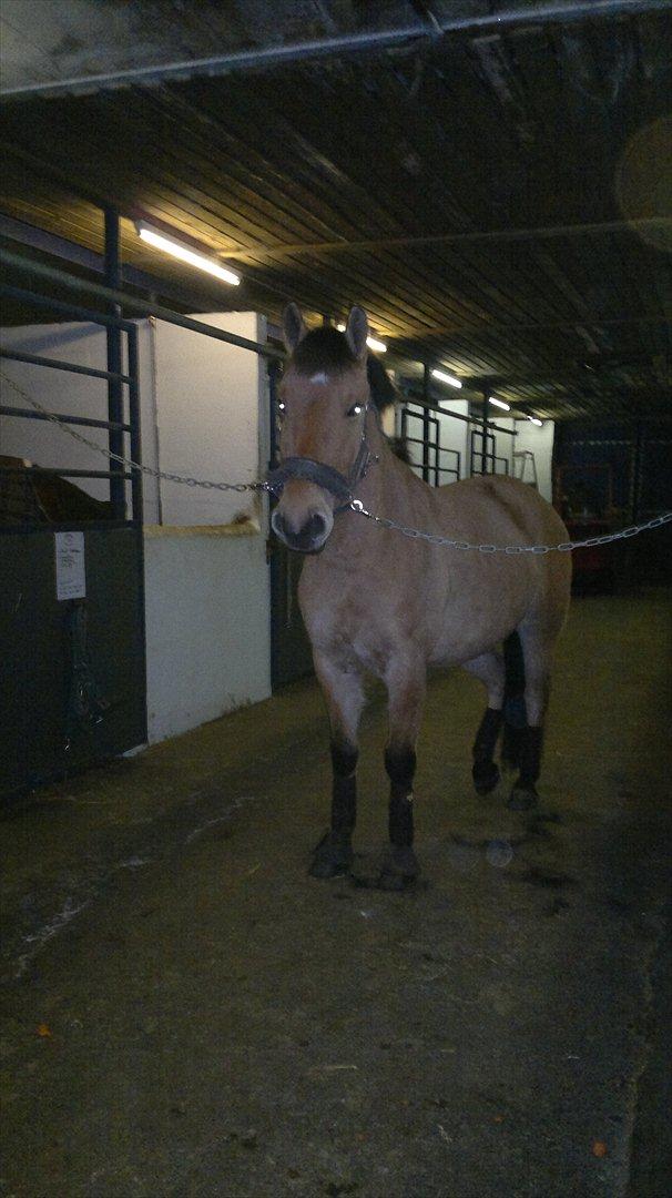 Anden særlig race Chandarm *SOLGT* - Prinsen på stalgangen, før ridning. :) billede 9