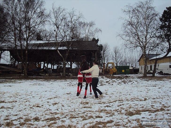 Dansk Varmblod Melissa  - Mille der prøver at løbe fra mig igen et vild dyr;)
Foto: Sarah Andersen.
 billede 15