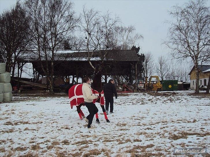 Dansk Varmblod Melissa  - Vild dyret Mille ;)
Foto; Sarah Andersen. billede 16