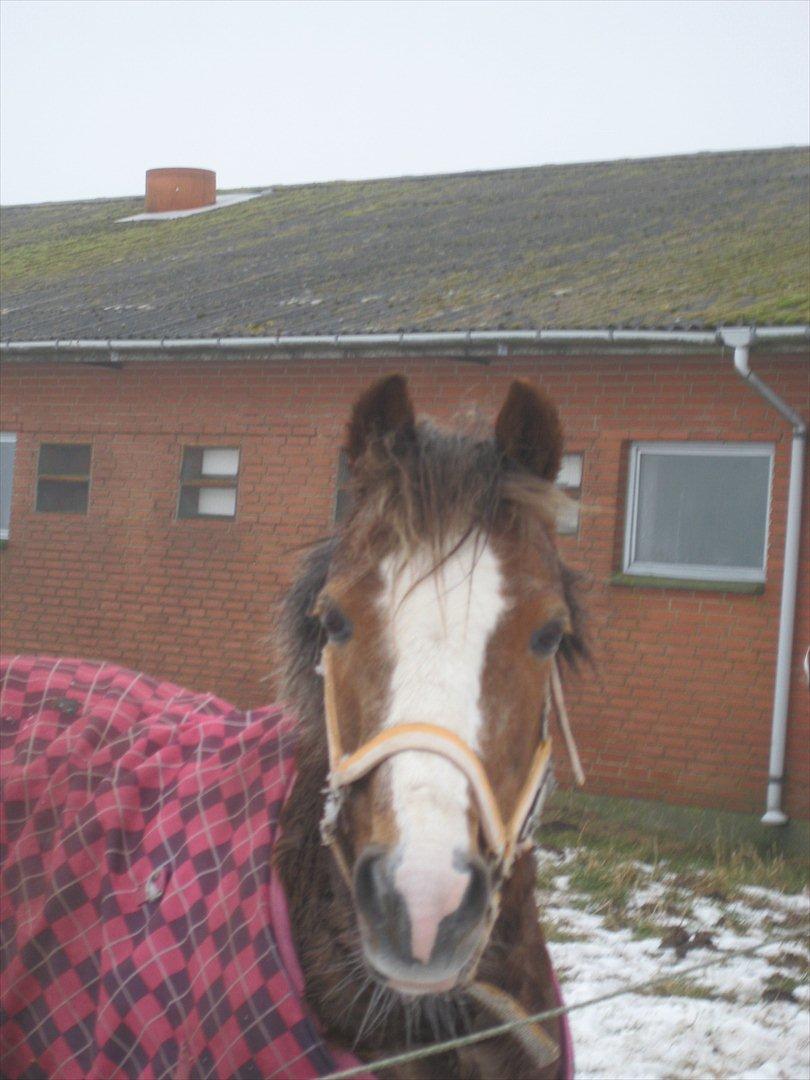 Welsh Pony af Cob-type (sec C) Fanny SOLGT :'( - Det blik der er bare så SØDT! Savner dig Fanny! <3 billede 14